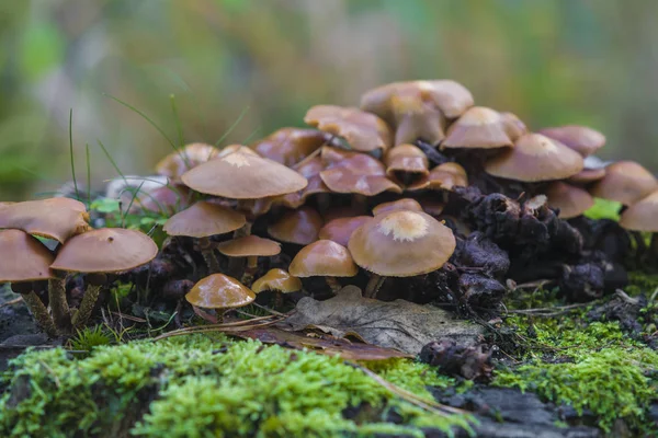 olmayan yenilebilir mantar düşmüş yaşlı bir ağaç üzerinde 