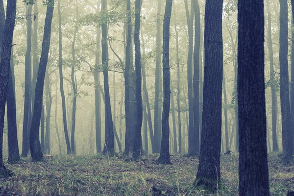 Dimmig skog i skymningen — Stockfoto