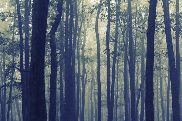 Foresta nebbiosa al crepuscolo — Foto Stock