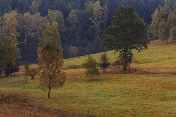 Jesień las colorful piękny — Zdjęcie stockowe