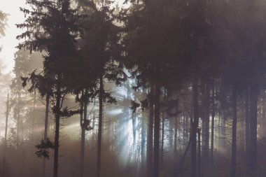 sisli Orman ağaçları ile güneş ışığı