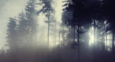 sisli Orman ağaçları ile güneş ışığı