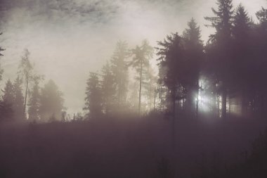 sisli Orman ağaçları ile güneş ışığı
