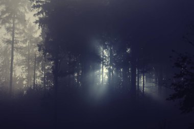 sisli Orman ağaçları ile güneş ışığı