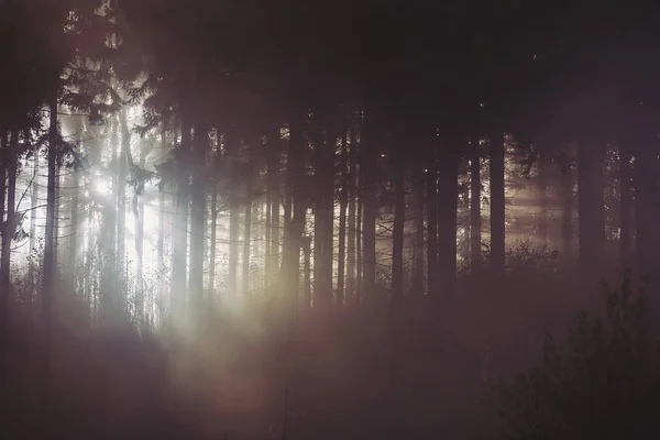 Luz del sol a través de árboles de bosque brumoso — Foto de Stock