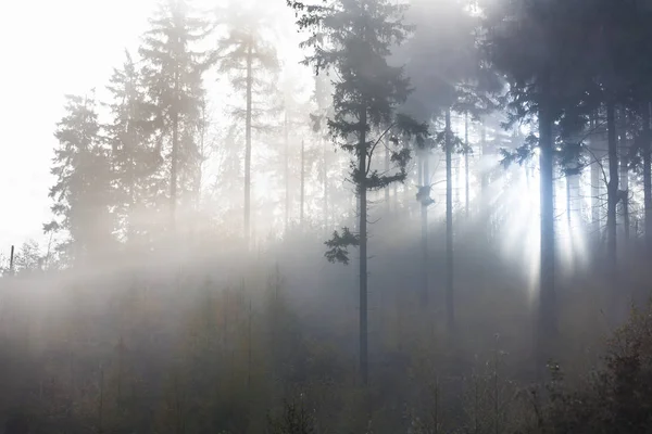 Solljus genom dimmiga skogsträd — Stockfoto