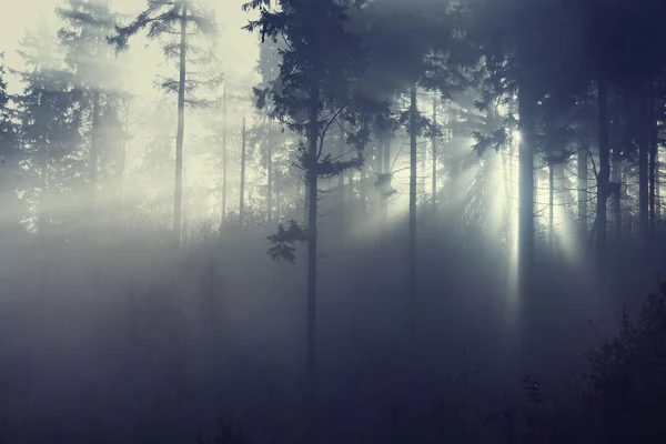 Solljus genom dimmiga skogsträd — Stockfoto