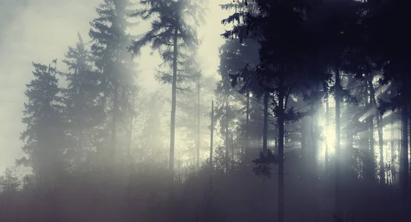 Luce del sole attraverso gli alberi della foresta nebbiosa — Foto Stock