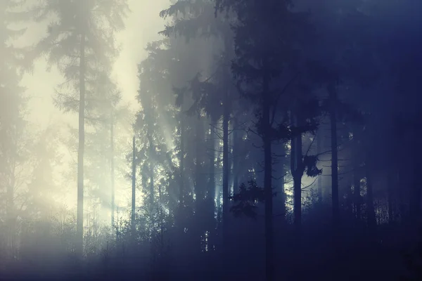 阳光透过雾蒙蒙的森林树木 — 图库照片