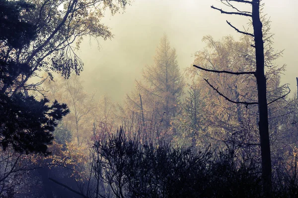 Forêt brumeuse au crépuscule — Photo