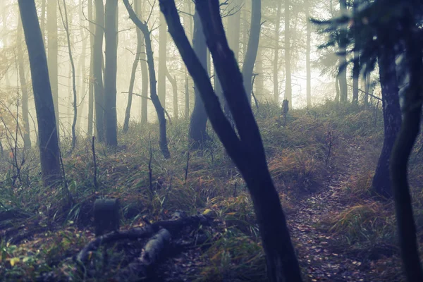 Forêt brumeuse au crépuscule — Photo