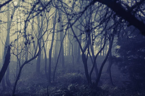 Foresta nebbiosa al crepuscolo — Foto Stock