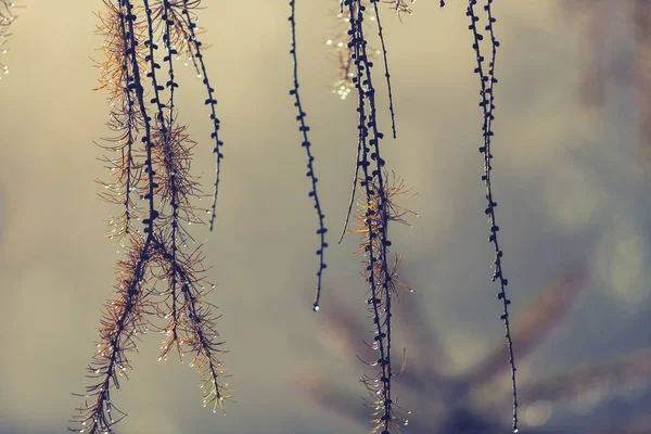 Гілка дерева з краплями — стокове фото