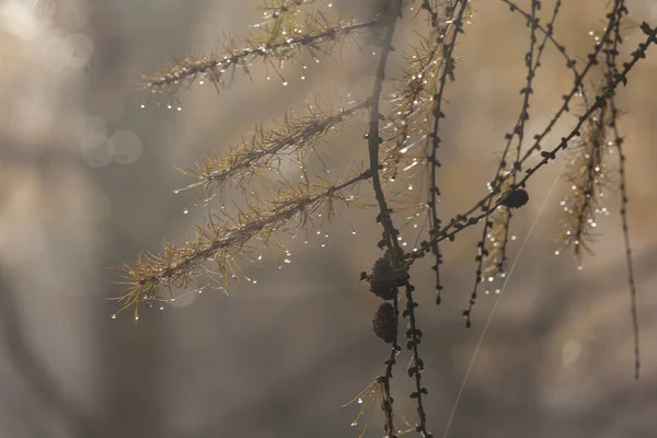 Ramo d'albero con gocce di pioggia — Foto Stock