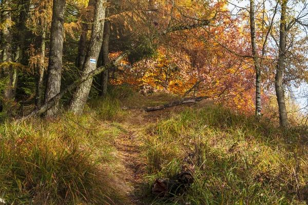 화려한가 숲 아름 다운 — 스톡 사진