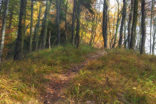 Kleurrijke herfst bos mooie — Stockfoto