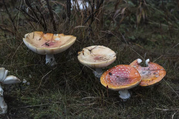 森の中で赤い毒キノコ — ストック写真