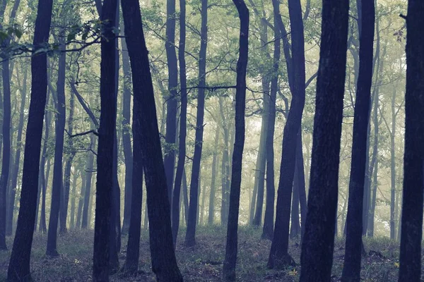 Dimmig skog i skymningen — Stockfoto