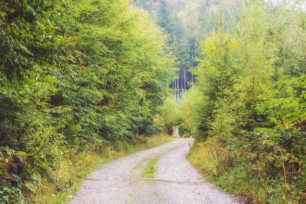 Mistige ochtend van de herfst bos — Stockfoto