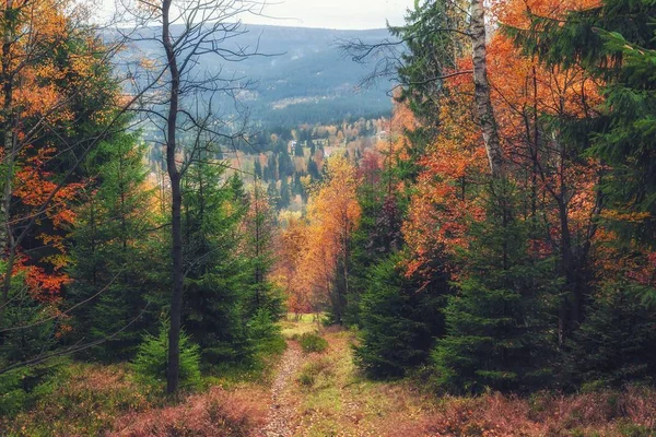 Autunno foresta bella mattina — Foto Stock