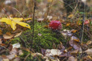 Ormanın içinde kırmızı mantarı