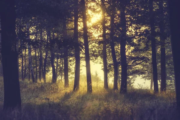 Forêt brumeuse tôt le matin — Photo