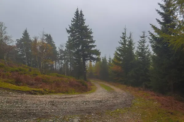 Autunno foresta bella mattina — Foto Stock