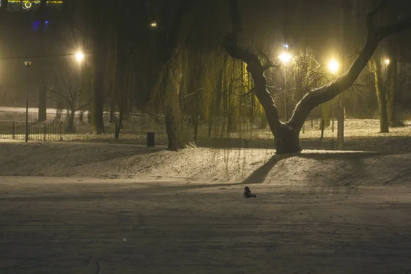 Paesaggio notturno nella città invernale — Foto Stock