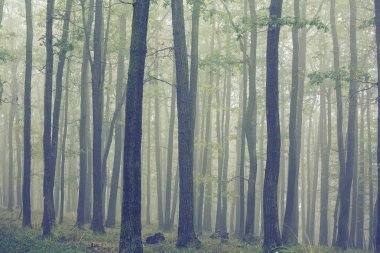 alacakaranlıkta sisli orman