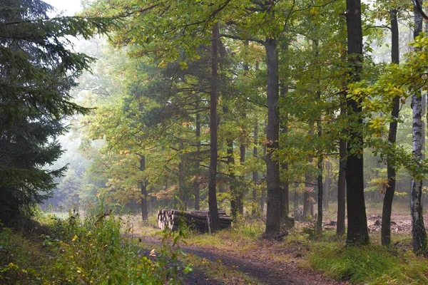 Jesień las scenic piękny — Zdjęcie stockowe