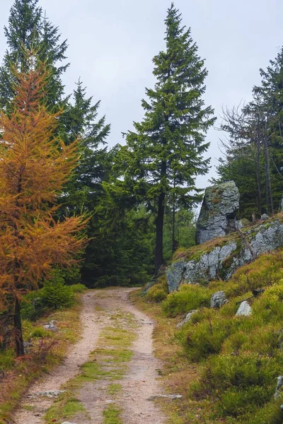 秋天的森林靓丽的风景线 — 图库照片