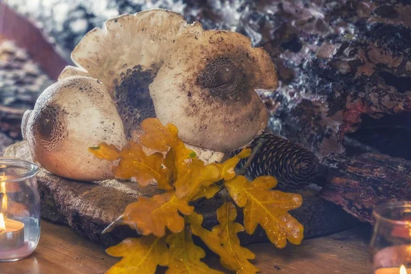 Şemsiye mantar (Macrolepiota procera) - yenilebilir mantar — Stok fotoğraf