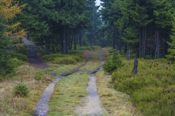 Bosque de otoño hermoso paisaje — Foto de Stock