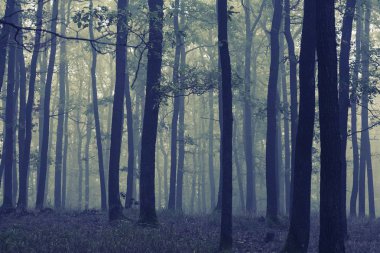  sonbahar orman güzel doğal manzaralı