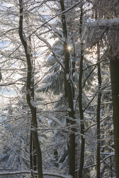 Winter Wonderland scenérie — Stock fotografie