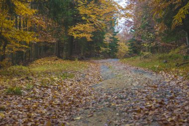 Trail Jizera Mountains - Lehçe parçası sonbahar