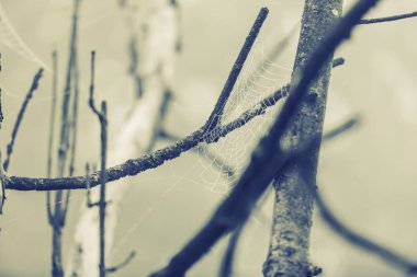 alacakaranlıkta sisli orman