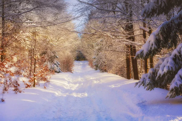 Paese delle meraviglie invernali bellissimo paesaggio — Foto Stock