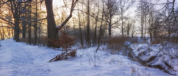 아침 일출의 빛에서 겨울 원더랜드 — 스톡 사진