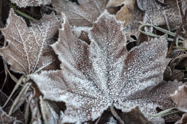 Sfondo foglie congelate — Foto Stock