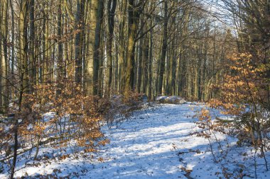 Kış harikalar diyarı güzel sahne