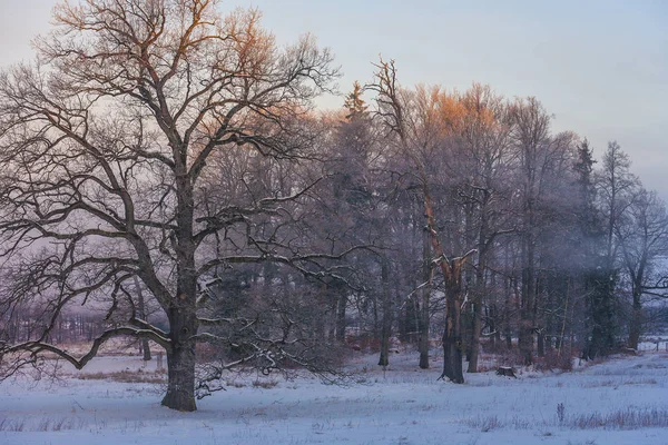 Winter Wonderland ráno — Stock fotografie