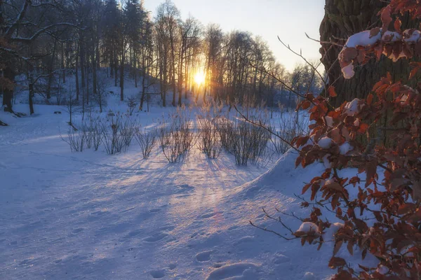겨울 원더랜드 아름 다운 풍경 — 스톡 사진
