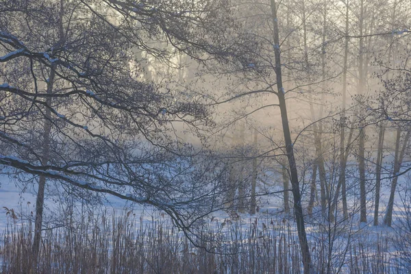 Зимняя страна чудес утром — стоковое фото