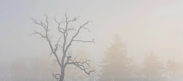 Paese delle meraviglie invernali al mattino — Foto Stock