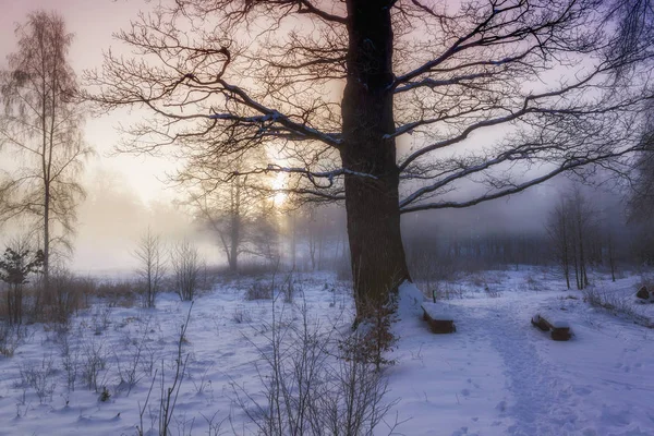 Paese delle meraviglie invernali al mattino luce dell'alba — Foto Stock