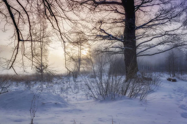 País das Maravilhas de Inverno na luz da manhã do nascer do sol — Fotografia de Stock