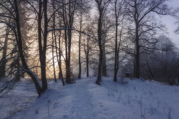 País das Maravilhas de Inverno na luz da manhã do nascer do sol — Fotografia de Stock