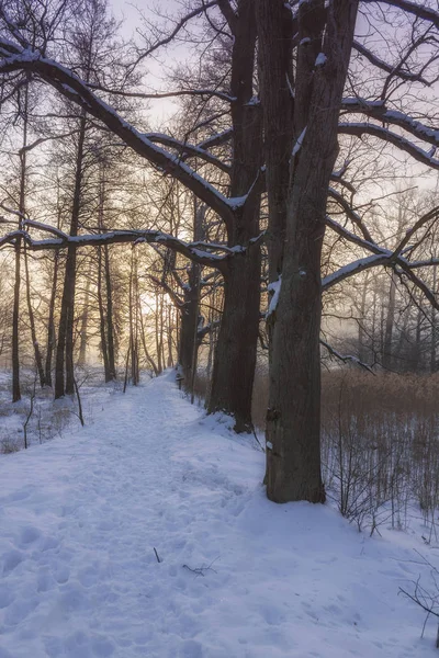 País das Maravilhas de Inverno na luz da manhã do nascer do sol — Fotografia de Stock