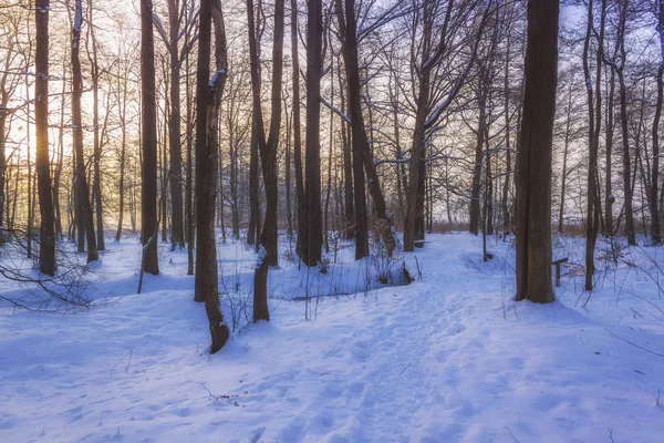 Winter Wonderland i morgon ljus i sunrise — Stockfoto